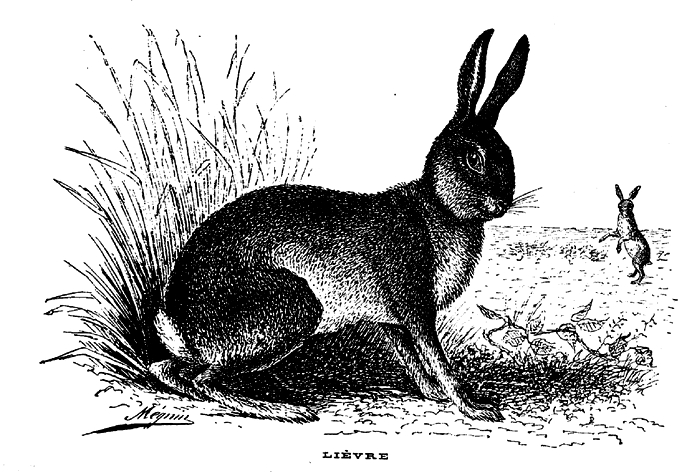Illustration tirée de l'ouvrage Chasse à courre du lièvre - Camille Cerfon (1888) - L'Eleveur (Vincennes) - BnF (Gallica) 1